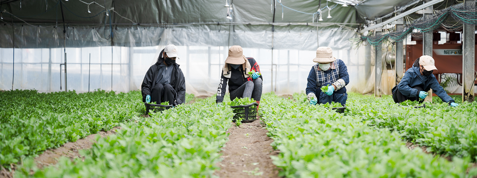 マルヨシ花園について